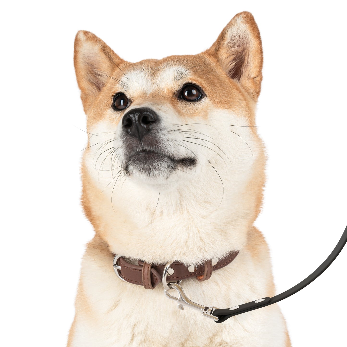 Colorful Graphic Dog Leash